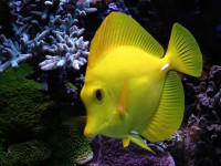 Zebrasoma flavescens